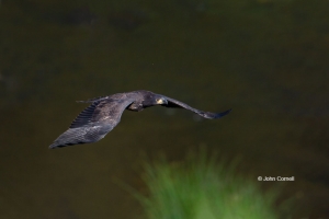 Bald-Eagle;Eagle;Haliaeetus-leucocephalus;curved-beak;hunter;juvenile;predator;r